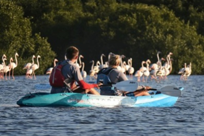 Kayaking around the Mangroves