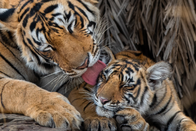 Wildlife & Tiger Safari India