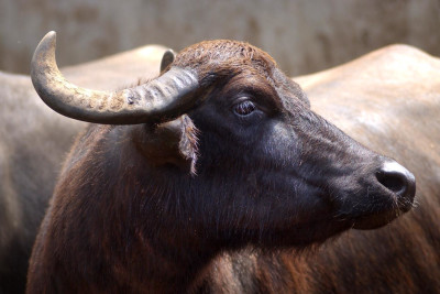 Visit a Buffalo Farm and Learn how Mozzarella is Made