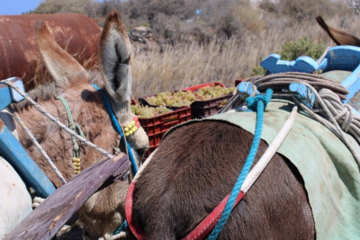 Donkey and Horse Riding