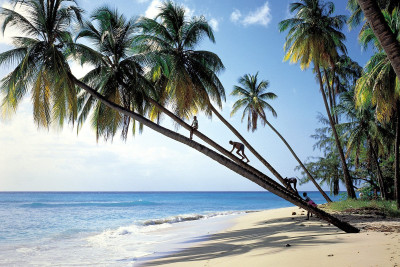 Honeymoon in Barbados