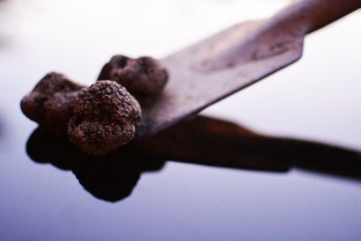 Total Istria Tasting Experience