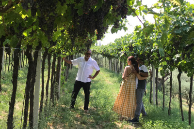 The grand tour of the Valpolicella: discover 2 wineries, delicious lunch with Amarone focus