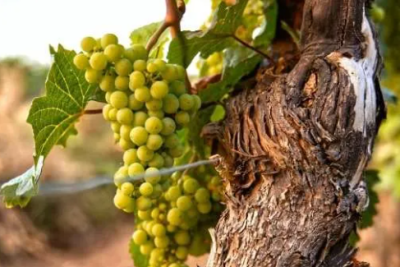 Wine & Spirits Experiences in Washington and Oregon