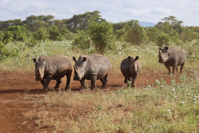 Romantic & Adventurous 10-Day Kenya & Tanzania Safari