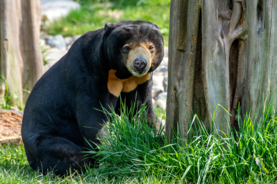 Borneo Wildlife Highlights Honeymoon