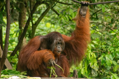 Borneo Jungle Adventure Honeymoon