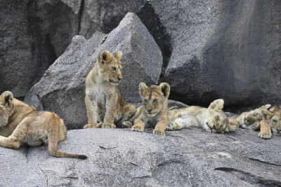 Romantic Tanzania Safari & Sunset Serengeti