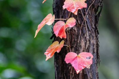 Seasonal Celebrations