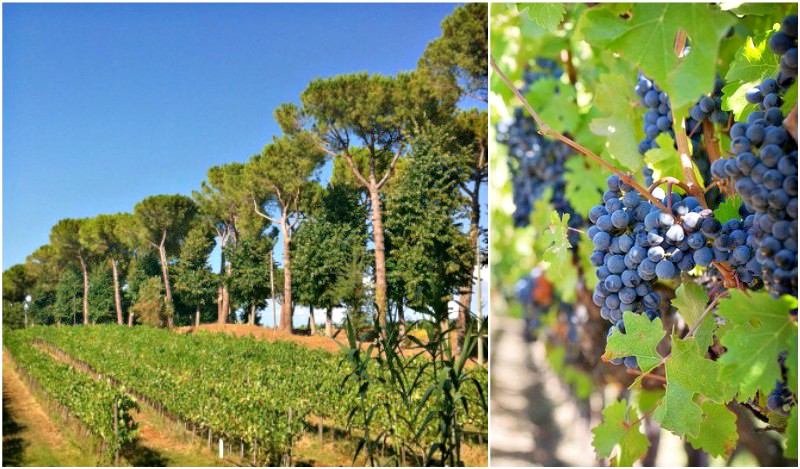 Vineyards & Grapes in Tuscany