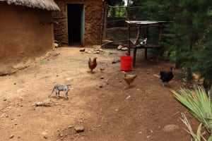 The Water Project: Sambuli Community 3 -  Domestic Animals