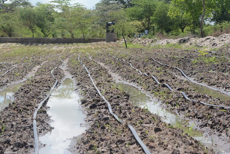 The Water Project Kenya Vinya wa Mwau Drip Irrigation Project