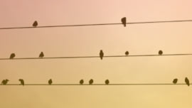 Birds on a telephone line