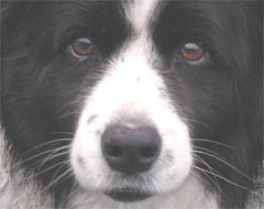 Border collie - dog not allowed on the bus