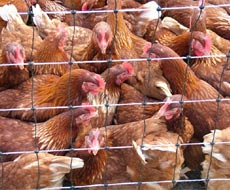 Chickens, no bird flu vaccine availble for poultry keepers