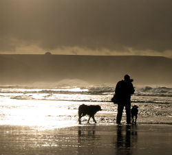 Walking dogs on the beach