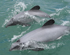 Dolphins at sea