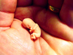 Life size model of baby at 8 weeks after conception