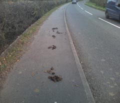 Horse manure on the footpath