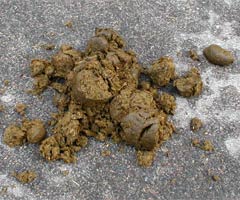 Horse manure on the road