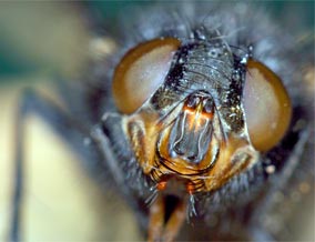 The housefly, sitting on someone's dinner no doubt.