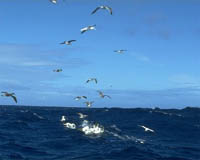 Sea birds