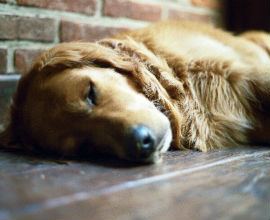 A lazy dog sleeping