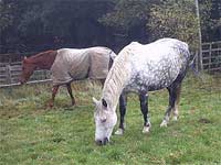 Horse picture: Horses in a field