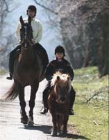 Horse picture: Little and Large