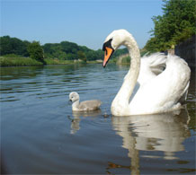 Parent with care