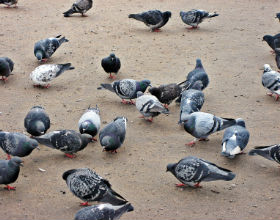 A number of pigeons