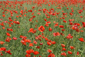 Remembrance Day - poppy field