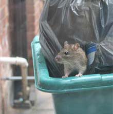 Rats in the rubbish, Where does your Council Tax go?