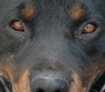 A Rottweiler dog