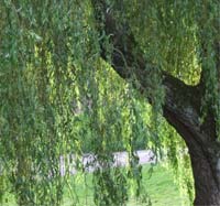 Neighbour conflict over a willow tree