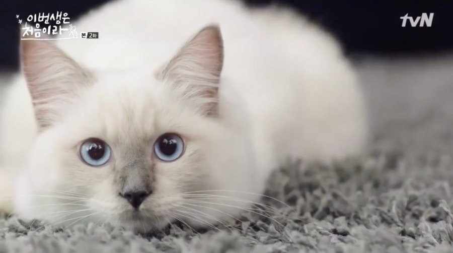 Woori the cat in Because This Is My First Life
