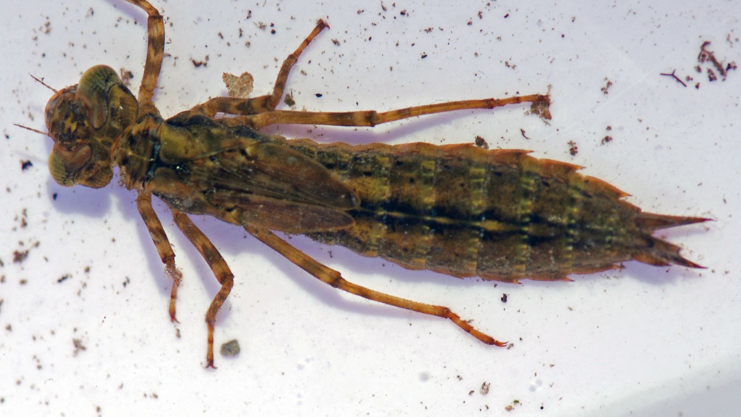 A dragonfly larvae specimen