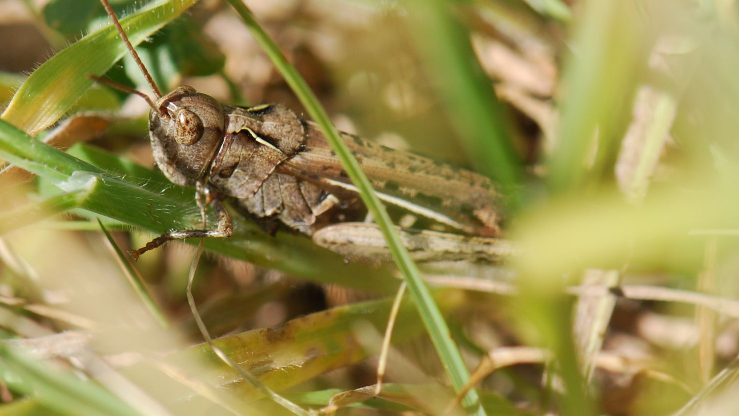 A grasshopper hidden in some grass