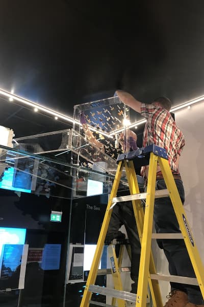 The installation of the insect display, someone carefully pins the insects while standing on a ladder