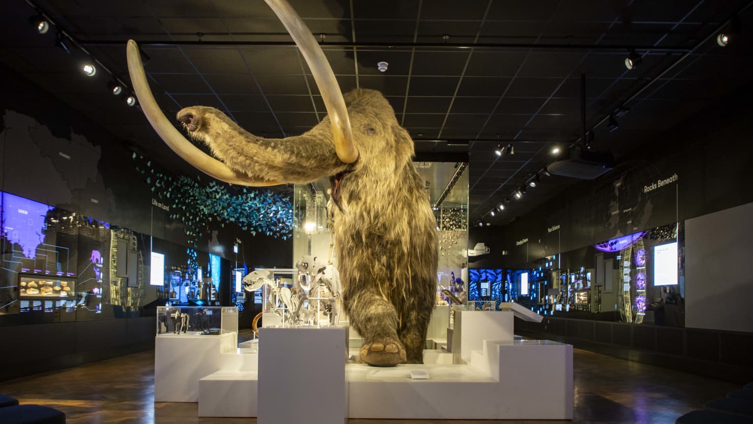 Name our mammoth