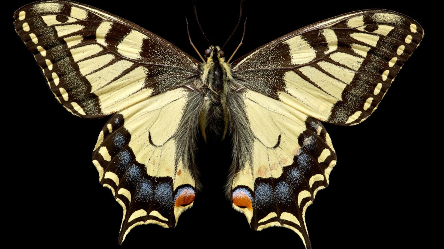 Natural History