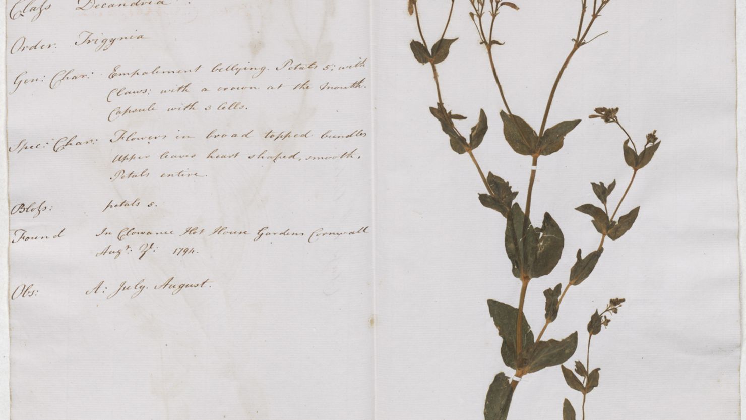 Make your own Herbarium