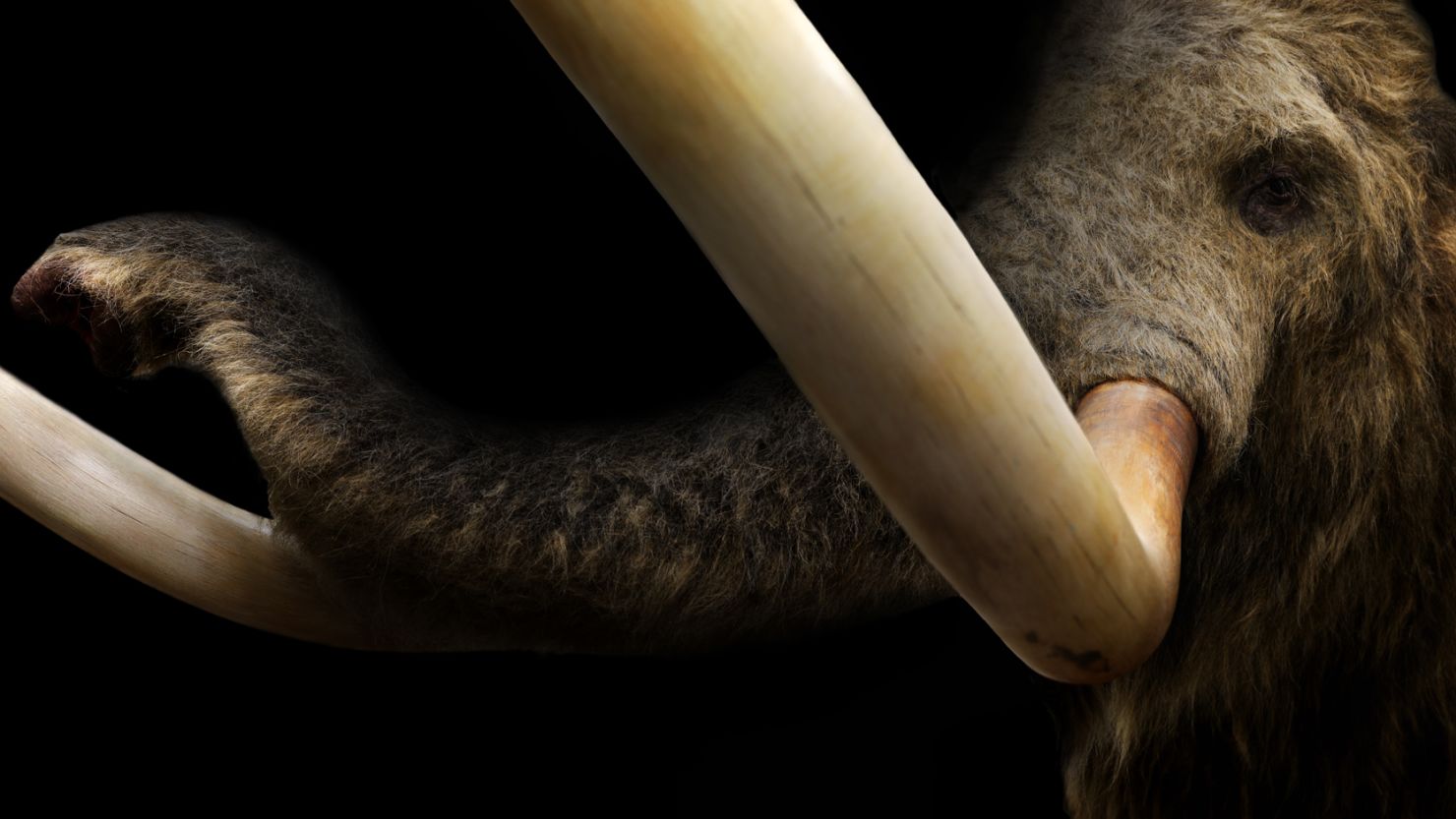 Mammoth