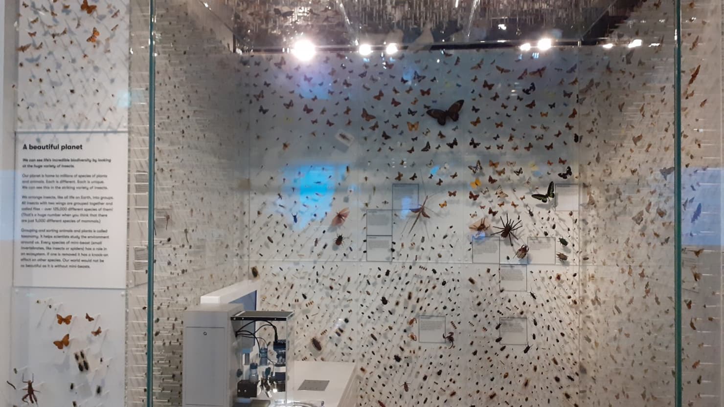 The new insect display in the natural history gallery at The Box.