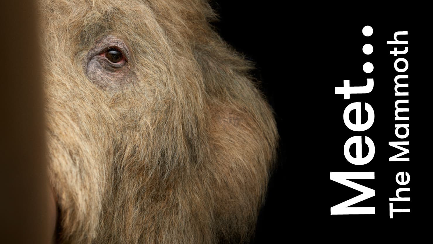 Meet….. Mildred the Mammoth