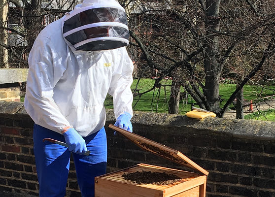 Sustainable Urban Beekeeping at The Charterhouse