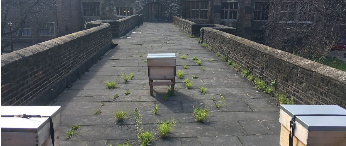 Sustainable Urban Beekeeping at The Charterhouse