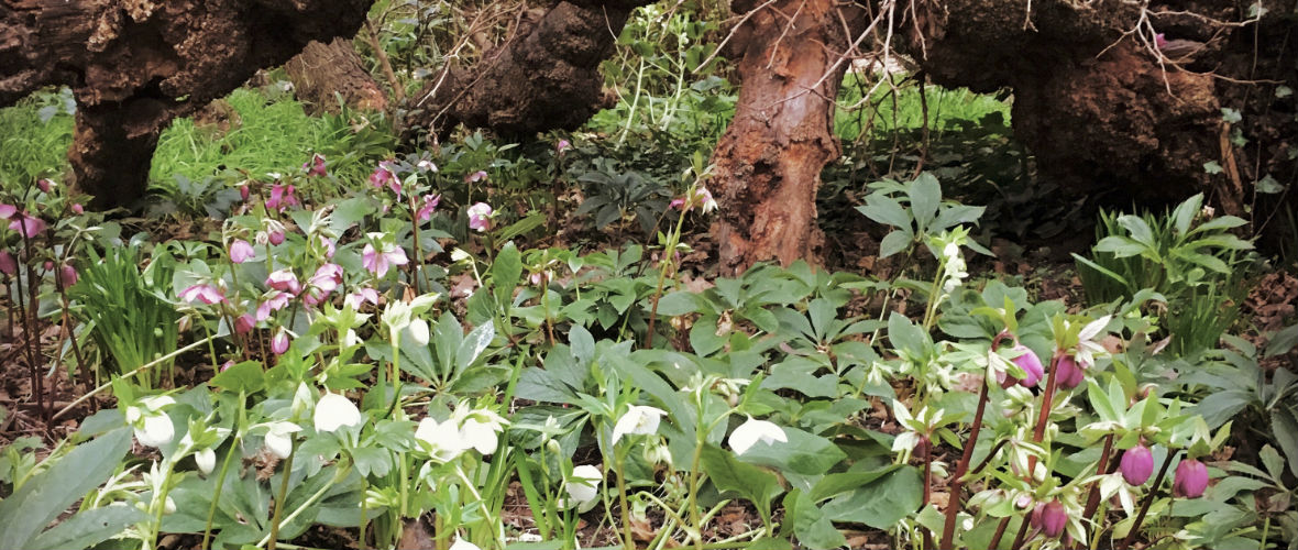 Winter in the Charterhouse gardens