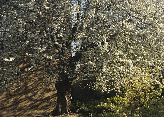 Gardening notes in lockdown: Brother Tim