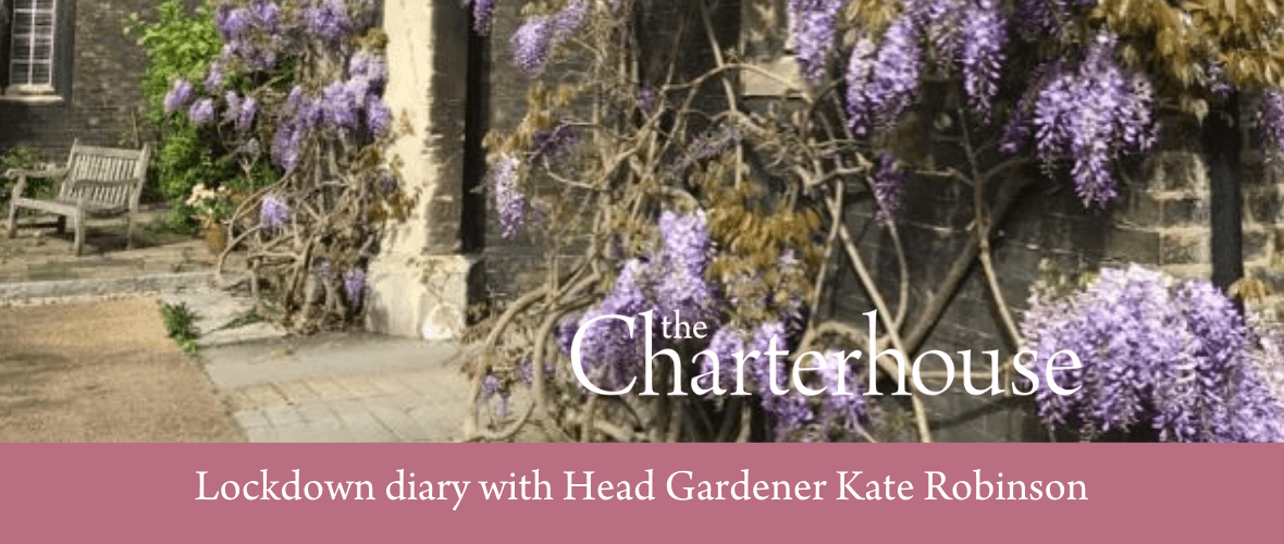 Kate’s lockdown diary no. 3